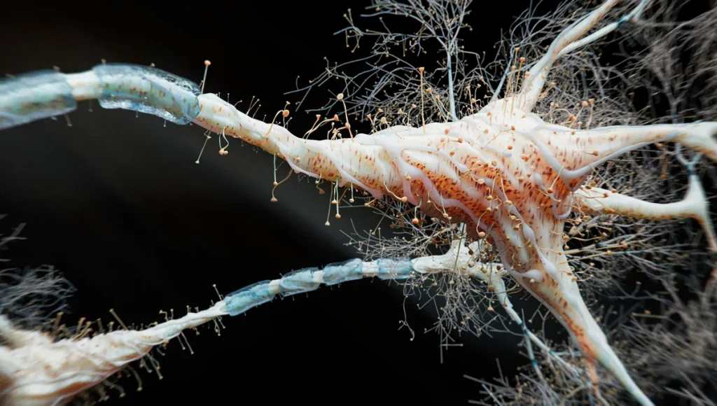 Multiple Sclerosis: Understanding the Two Distinct Forms of the Condition