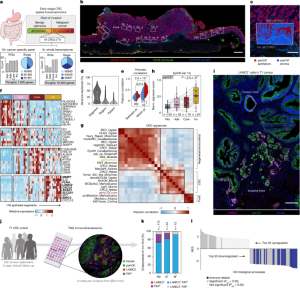 Oncofetal plasticity is widespread in early colorectal cancers.