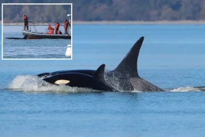 Orcas beloved by crowds surprise whale watchers with their first appearance in Seattle.