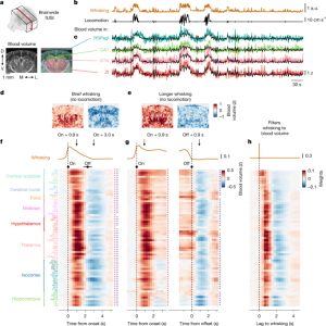 Overall blood volume in the brain shows contrasting groups of neurons