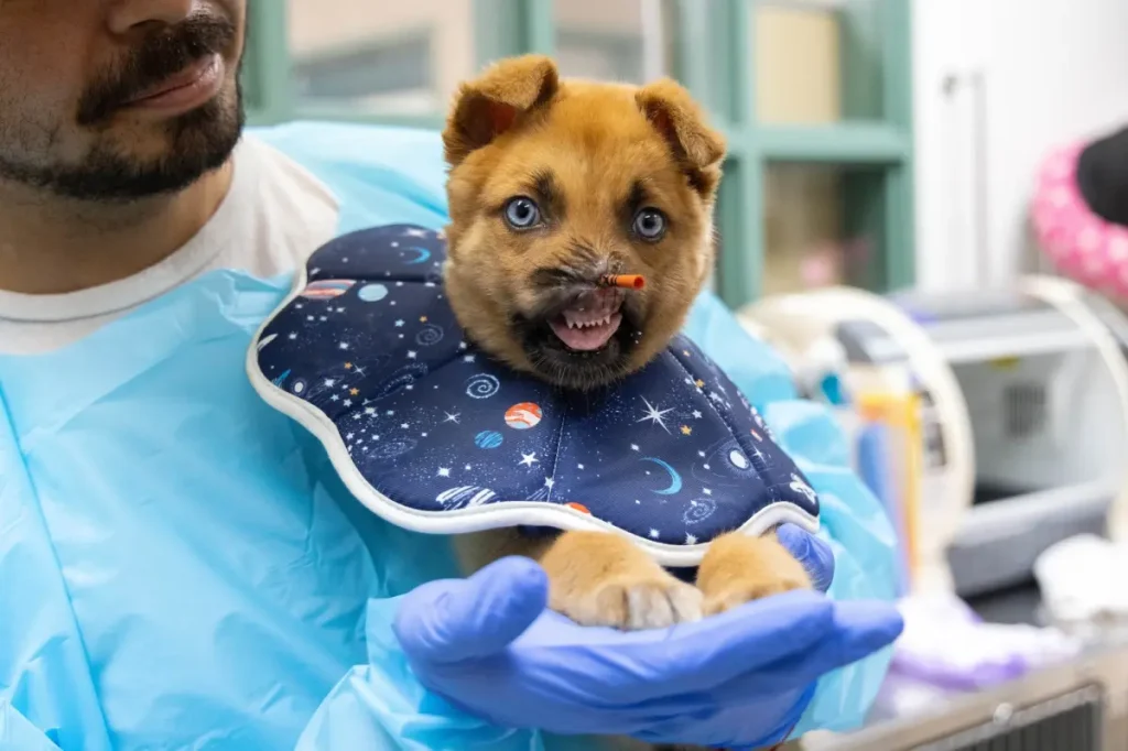 Pasadena Humane asks for donations to help a dog without a nose recover