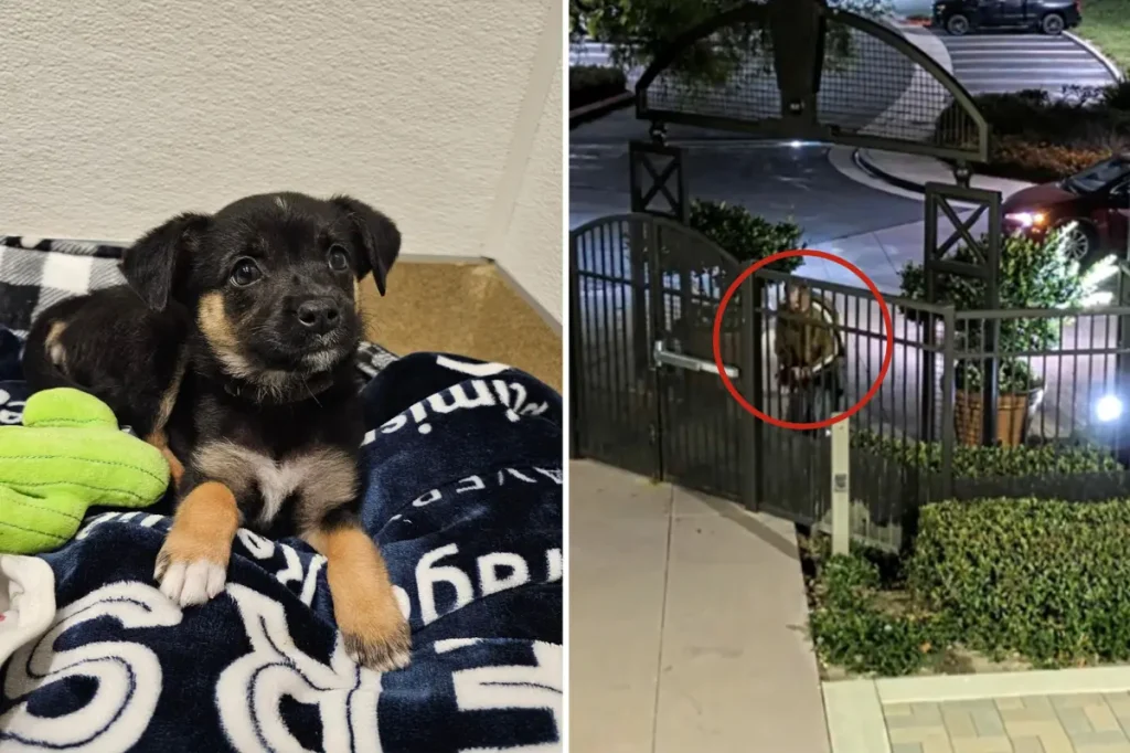 Person identified following abandonment of puppy near shelter in Orange County