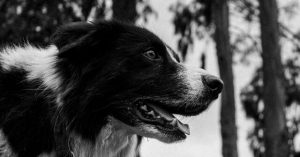 Pilot in New Zealand Brings Hiker Back Together with Dog Lost in Waterfall Incident