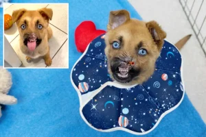 Puppy without a nose in Pasadena is available for adoption