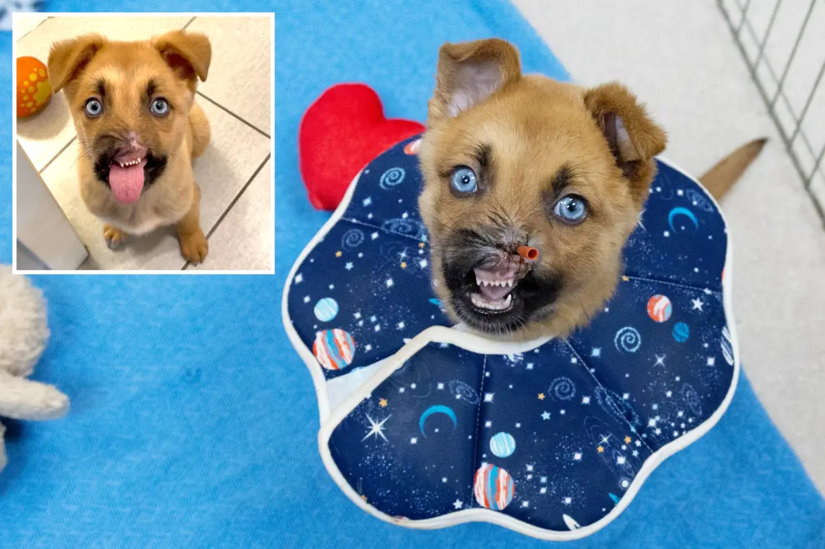Puppy without a nose in Pasadena is available for adoption