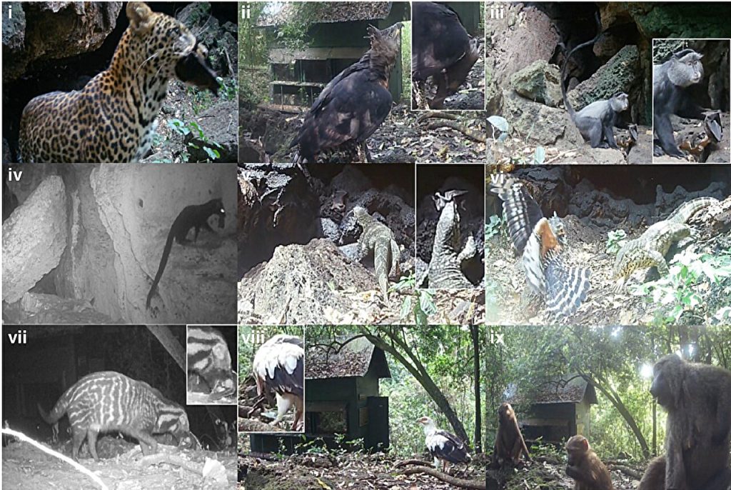 Python Cave in Uganda shows how a Marburg virus outbreak might start