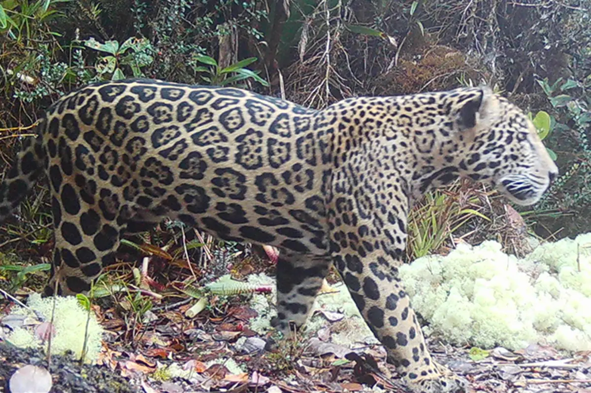 Rare 'cloud jaguar' filmed for the first time in ten years, roaming in legendary mountain range