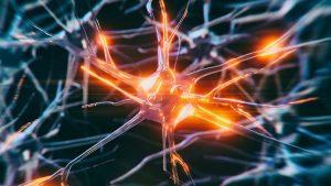 Researchers Believe Vagus Nerve Stimulation May Aid in Memory Protection