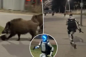 Robot humanoid pursues wild boars in dramatic footage