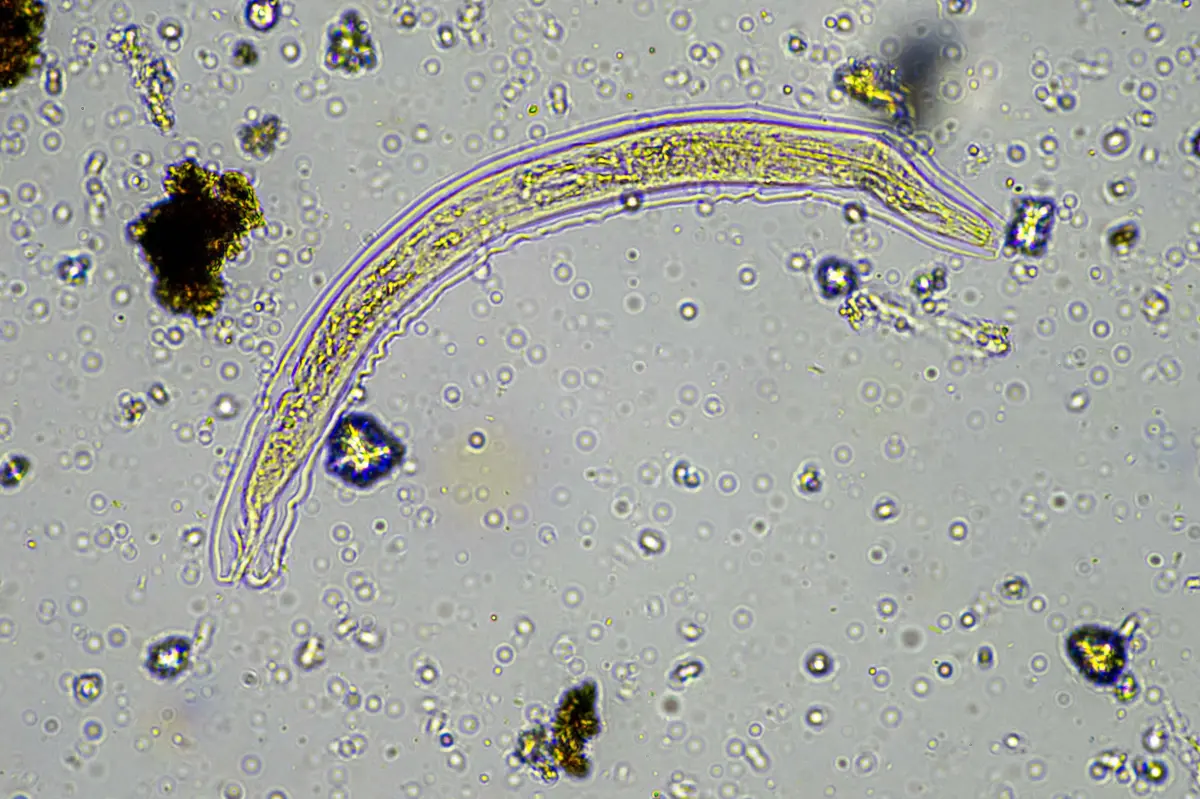 Scientists thaw 24,000-year-old frozen 'zombie worm,' and it surprisingly began to reproduce.