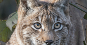 See: Bobcat in Wisconsin Approaches and Attacks 19-Year-Old Hunter