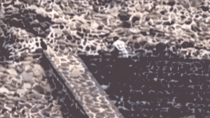 Six Americans hurt in shooting at the Teotihuacán pyramid site in Mexico