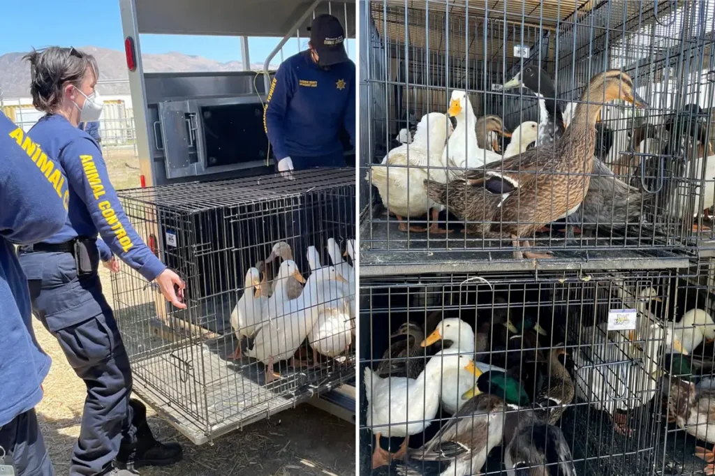 Southern California animal sanctuary closes, leaving 500 ducks without a home.