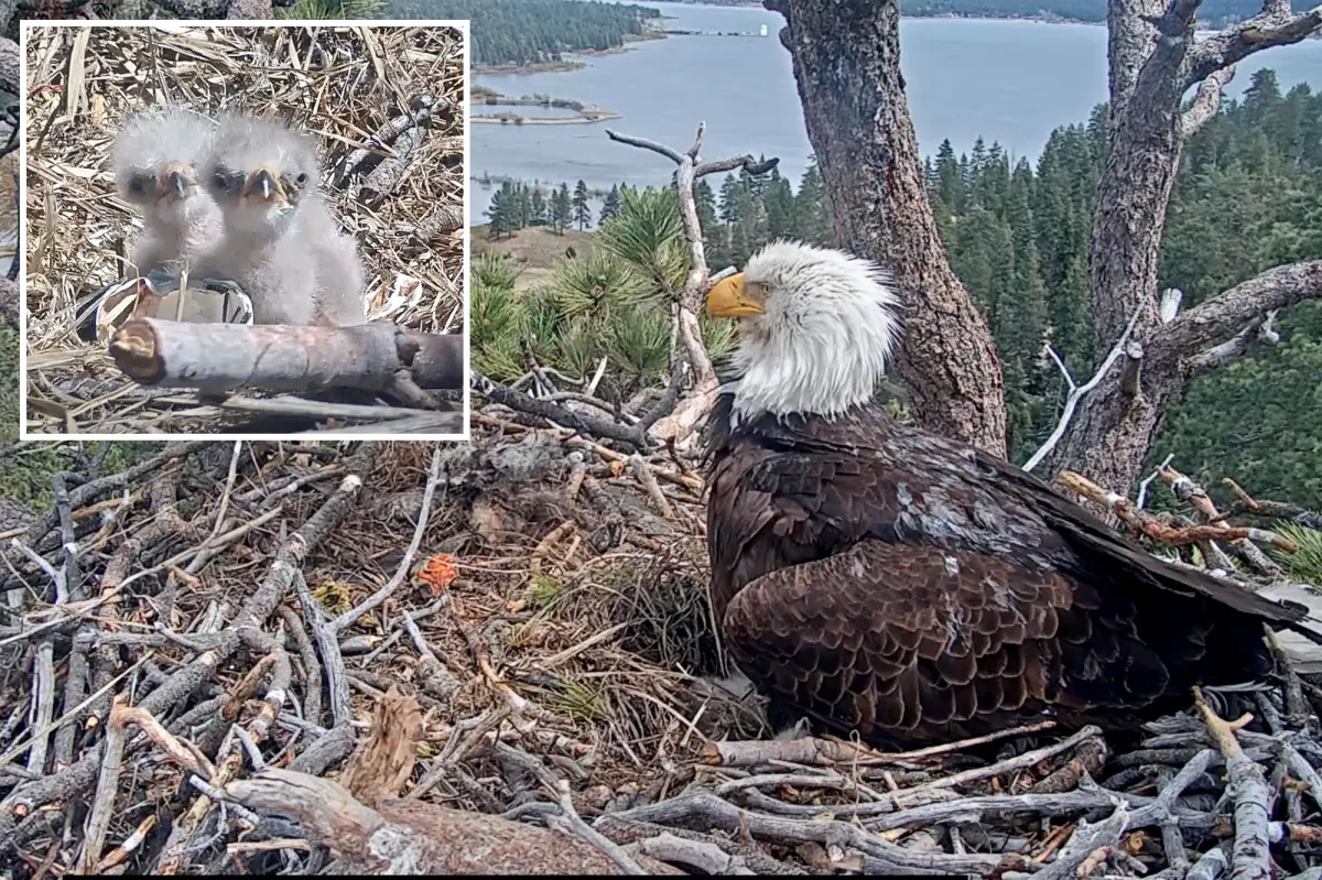 Supporters of well-known Big Bear bald eagle pair invited to suggest names for their new chicks