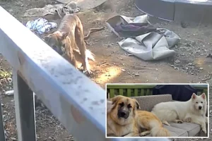 Terrifying moment a mountain lion enters a Southern California woman's yard and attacks her husky and Anatolian shepherd.