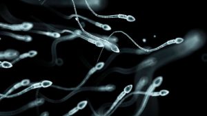 The effect of stress on sperm quality