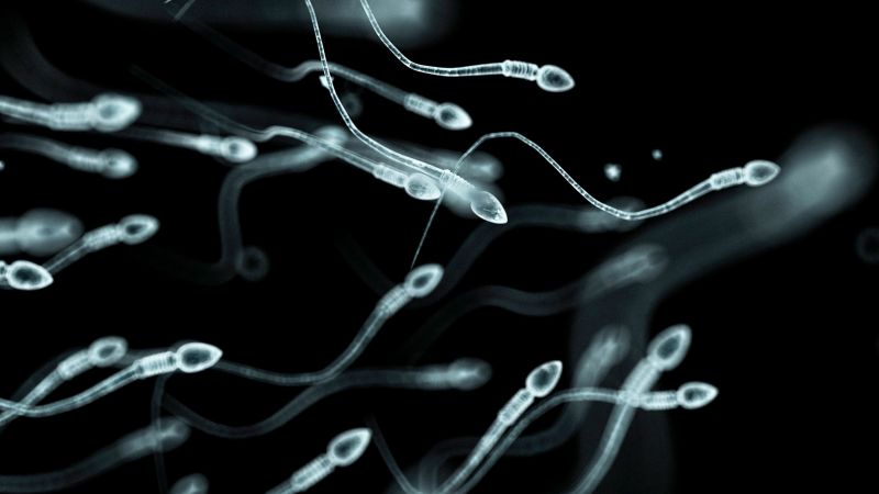 The effect of stress on sperm quality