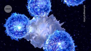 The reason to "feed a cold": eating prepares immune cells for response