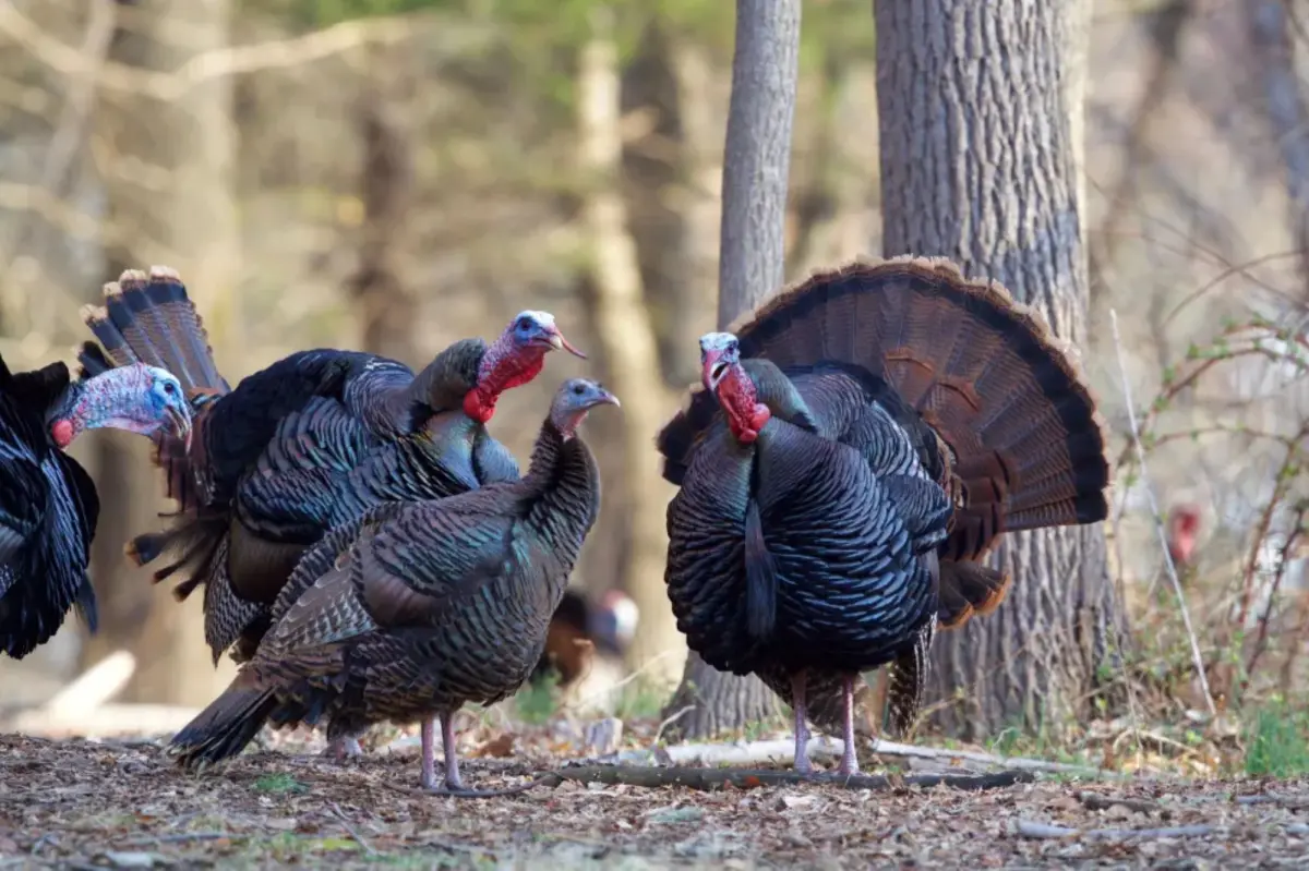 Three-year-old in Wisconsin accidentally injures two people during a turkey hunting incident