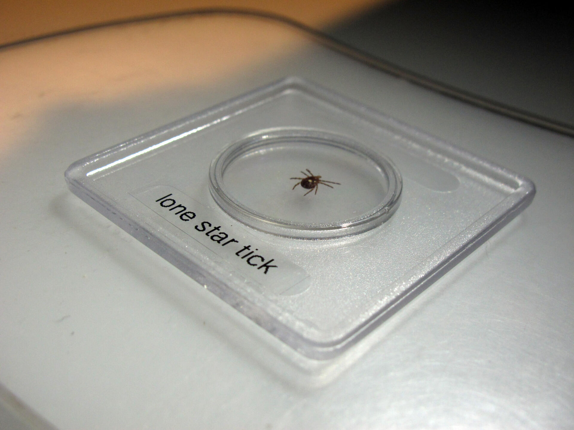 Ticks linked to a rare and serious allergy to red meat are on the rise. What steps can you take to protect yourself?