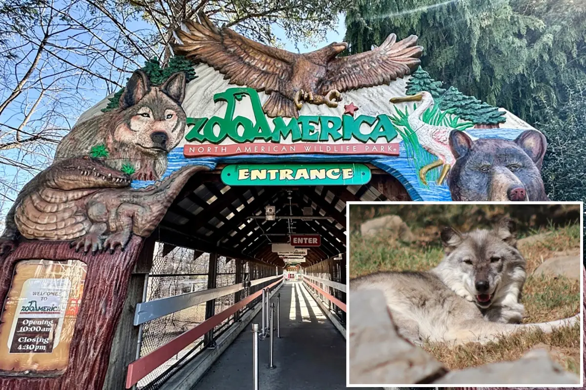 Toddler hurt after going under a fence close to a wolf area at a zoo.