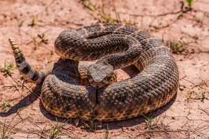 Top areas in SoCal with many rattlesnakes — locations to steer clear of