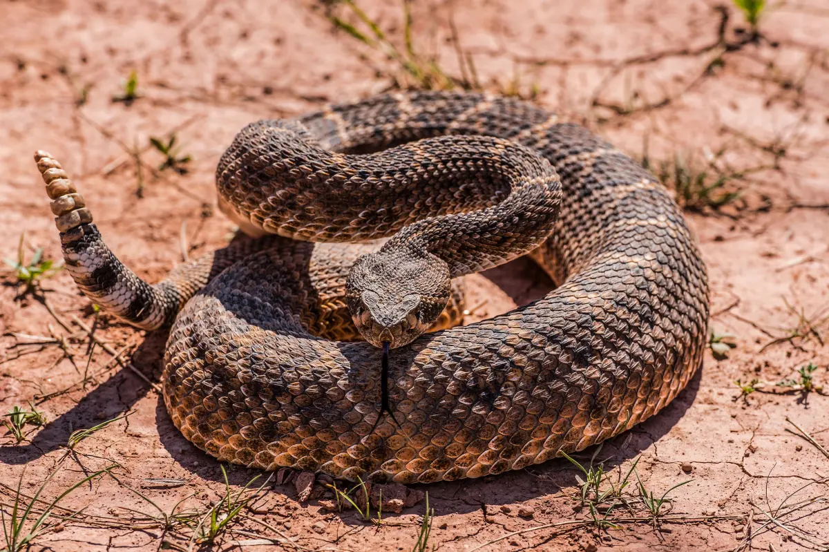 Top areas in SoCal with many rattlesnakes — locations to steer clear of