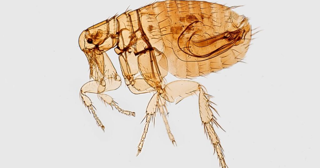 Typhus cases reached an all-time high in LA last year. What makes this flea-related disease so difficult to eliminate?