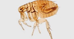 Typhus cases reached an all-time high in LA last year. What makes this flea-related disease so difficult to eliminate?