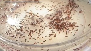Typhus spread by fleas increases in LA County, with 90% of cases needing hospital care