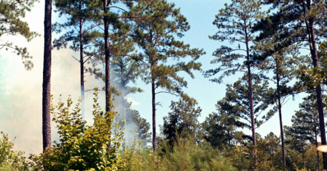 USDA Refutes Media Claims About Forest Service Reorganization