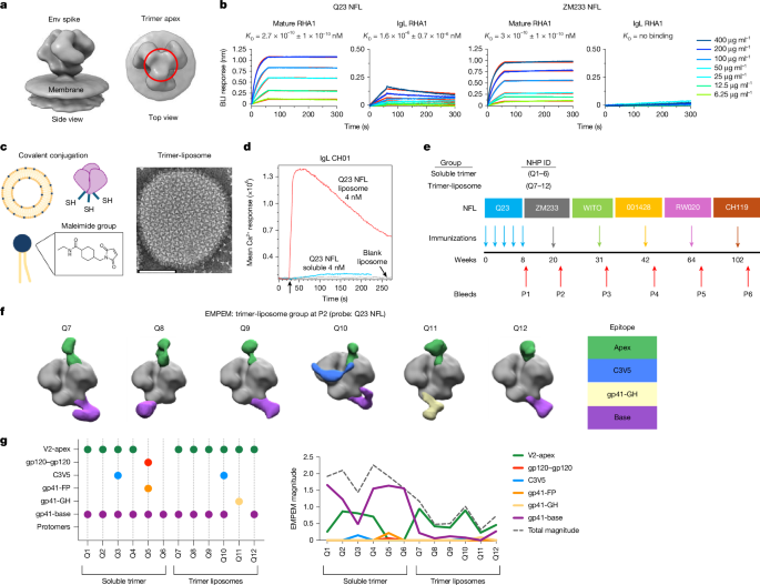 Vaccination produces a wide range of cross-neutralizing antibodies targeting the apex of the HIV Env.