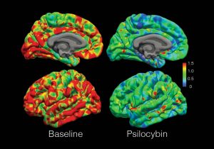 Various psychedelics produce nearly identical brain wave patterns