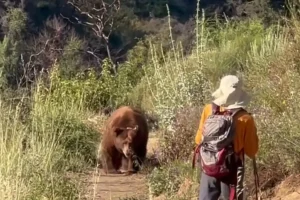 Video shows bear rushing at hiker in Angeles National Forest