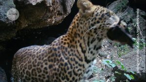 Videos of animals enjoying bats in an African cave provide insights into the transmission of deadly viruses.