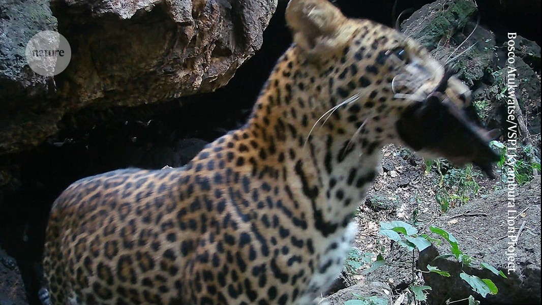 Videos of animals enjoying bats in an African cave provide insights into the transmission of deadly viruses.