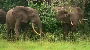 Vineyard owner in California dies after being attacked by elephants during a hunt in Gabon