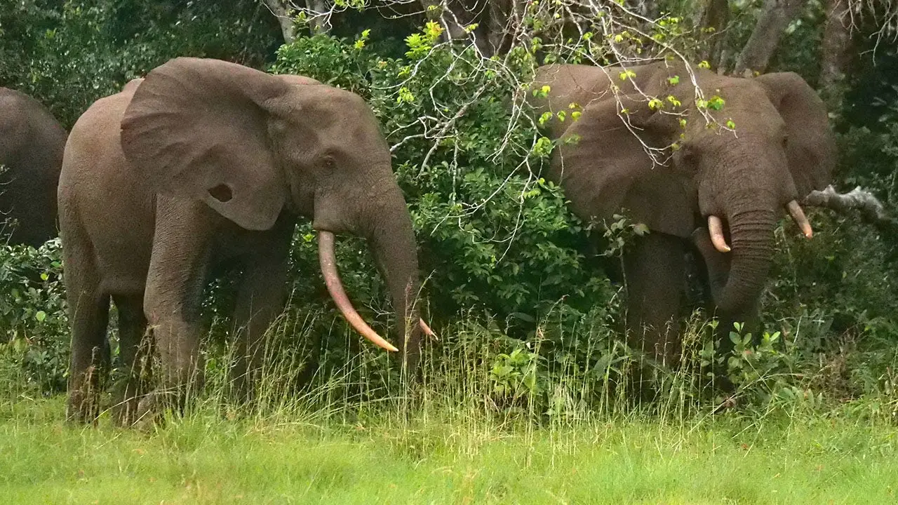 Vineyard owner in California dies after being attacked by elephants during a hunt in Gabon