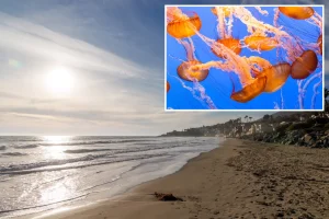 Warning about jellyfish for beach visitors in southern California