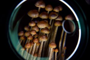 What psychedelics truly affect in the brain