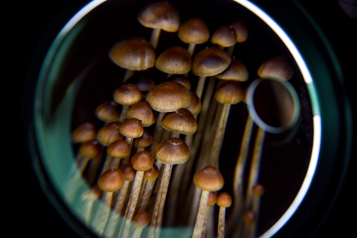 What psychedelics truly affect in the brain