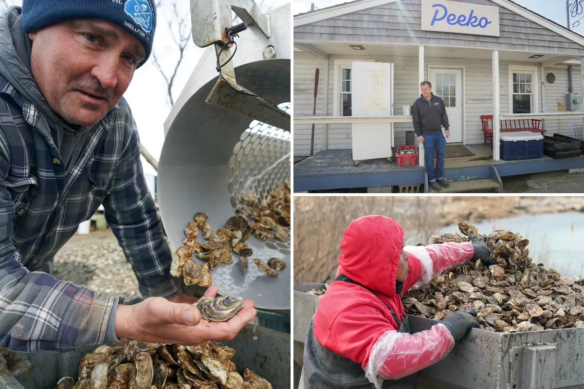 Winter's severe cold devastated Long Island's large oyster industry, resulting in millions in losses for farmers: 'Worst of the century'
