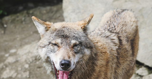 Wolf Attacks Toddler at Pennsylvania Zoo While Parents Were Distracted by Their Phones