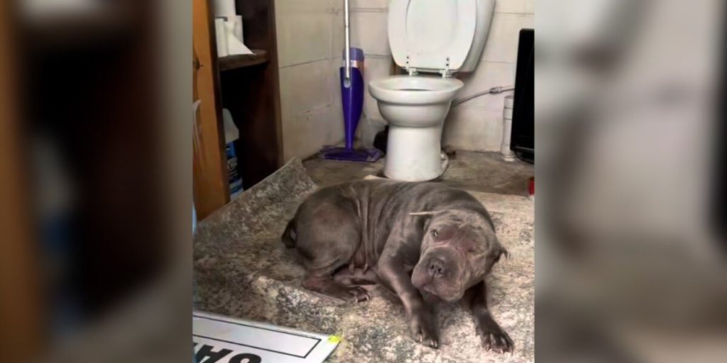 Worker Uses Landfill Restroom and Discovers Cold Shar-Pei Crouching Inside