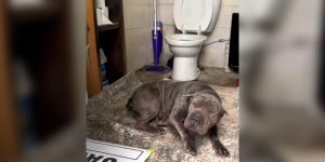 Worker Uses Landfill Restroom and Discovers Cold Shar-Pei Crouching Inside