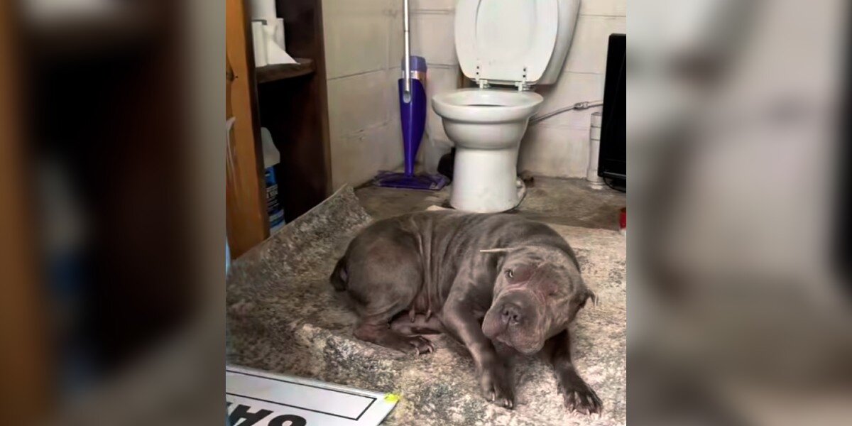 Worker Uses Landfill Restroom and Discovers Cold Shar-Pei Crouching Inside