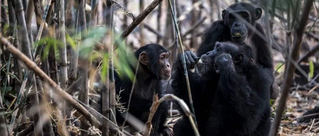 Wrestler Dunia Sibomana-Rodriguez Reaches Championship Success Following Life-Altering Chimpanzee Attack