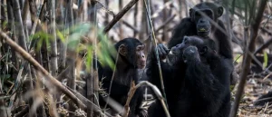 Wrestler Dunia Sibomana-Rodriguez Reaches Championship Success Following Life-Altering Chimpanzee Attack