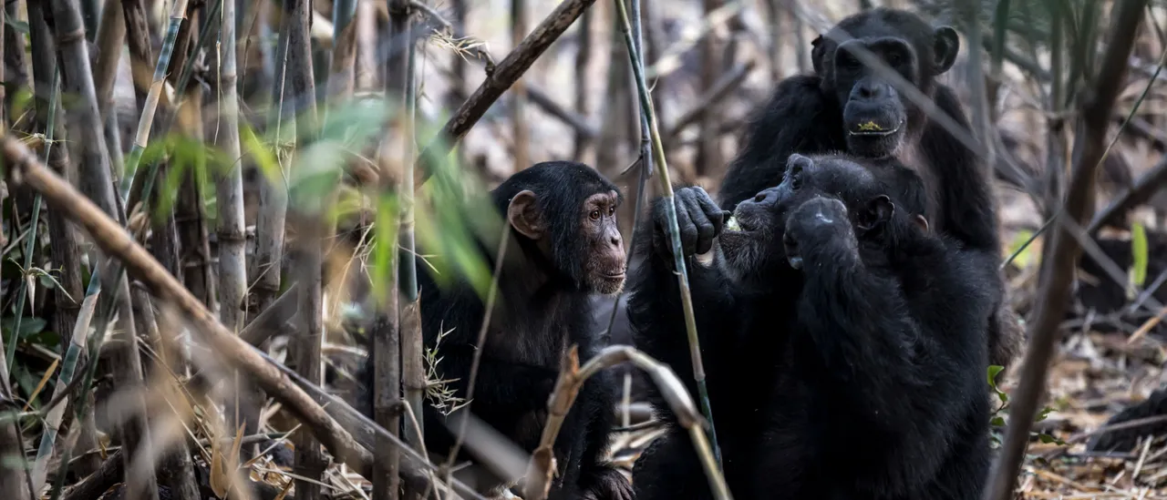 Wrestler Dunia Sibomana-Rodriguez Reaches Championship Success Following Life-Altering Chimpanzee Attack