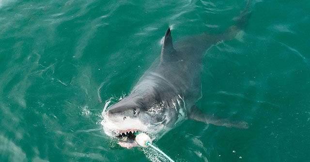 Young Man Takes Off His Clothes, Rescues Young Great White Shark